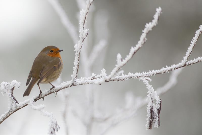 St. James´ Christmas - preview image